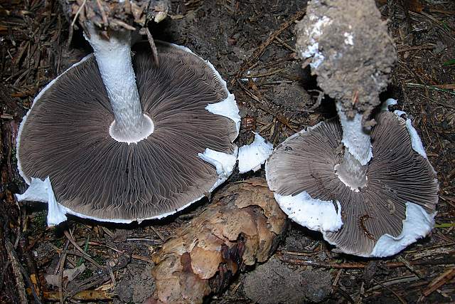 Agaricus impudicus   (Rea)  Pilt